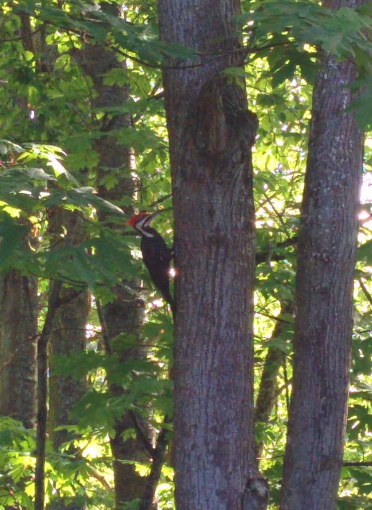 Woodpecker friend as seen from the back deck/balcony of my new place.