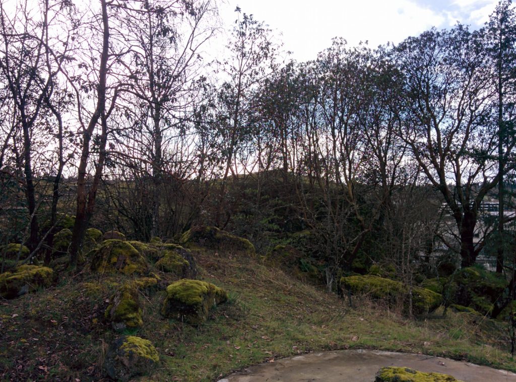 A path curves through the foreground of the image. Beyond it is a hillside covered in fresh shoots of grass, with mossy rocks scattered about. Trees crowd into the sky, dormant and leafless now in the late winter.