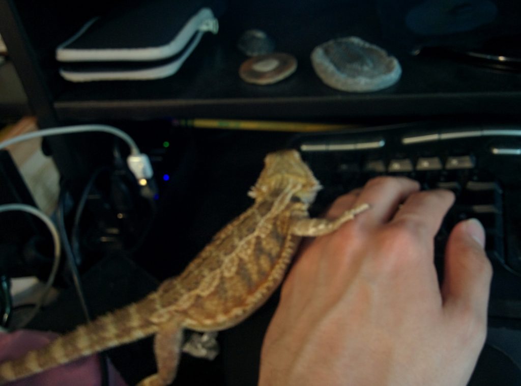 Picture of a left hand in typing position on a keyboard. A small bearded dragon lizard stands next to the hand, facing away from the camera, with one foot on the hand.
