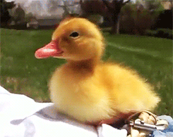 An animated image of a yello duckling sitting on the edge of a white piece of clothing set on grass. As the clip progresses, the duckling nods off, closing its eyes and going to sleep.