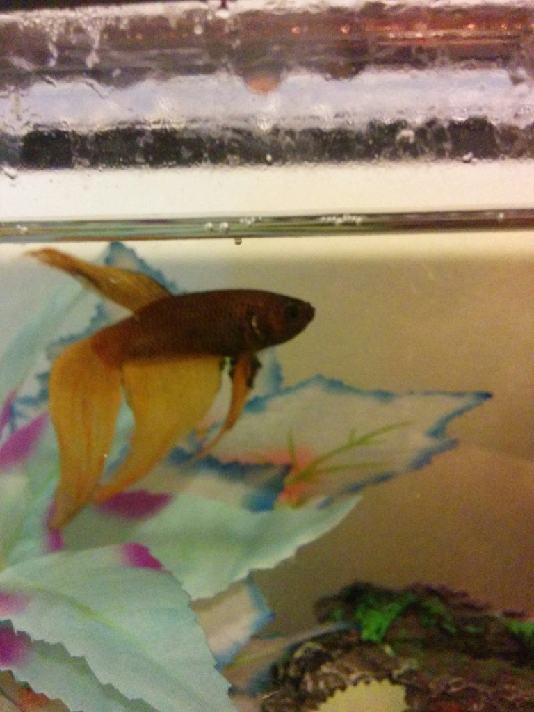 Blip, a betta fish with orange fins and a purple-brown body, swimming in his tanke.