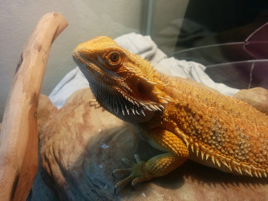 A picture of Chrysanthemum the bearded dragon, looking up at the camera.