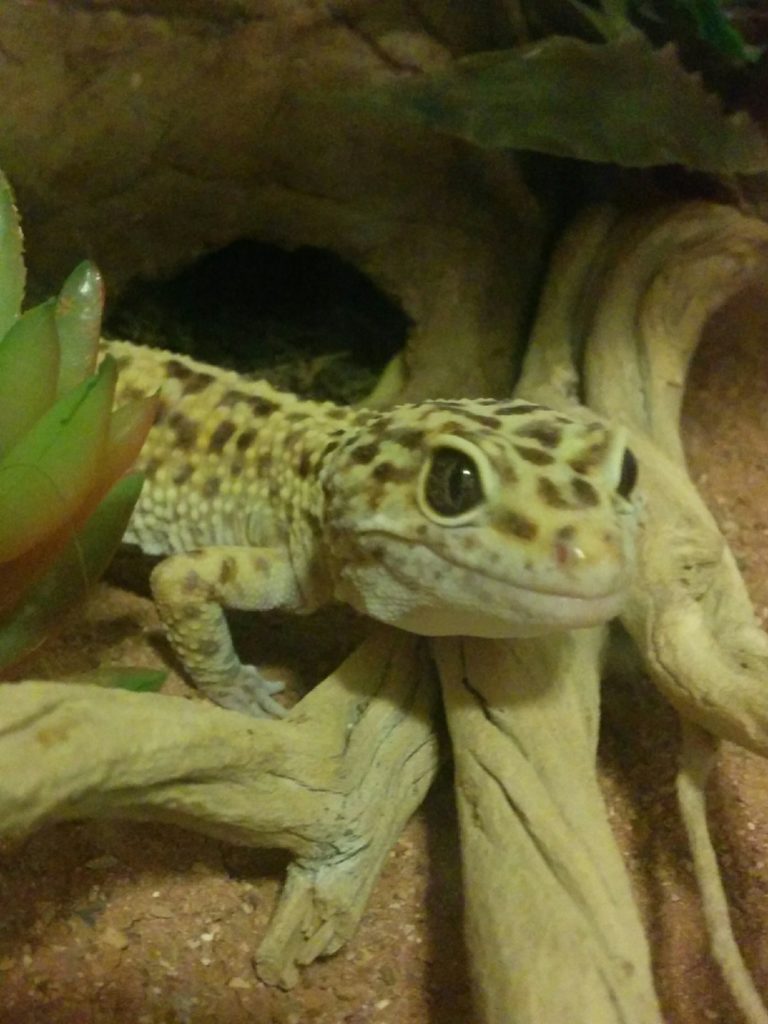 Jerry the leopard gecko looking at the camera while standing next to a big stick.