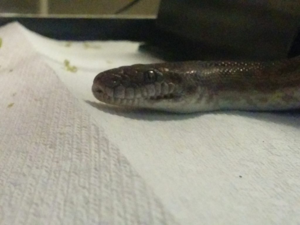 Melville the Children's Python poking his head out of his hide.