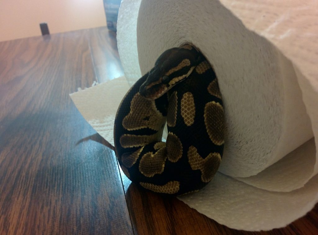 Clyde the snake curled up inside a roll of paper towels, with her head sticking out over a loose coil.