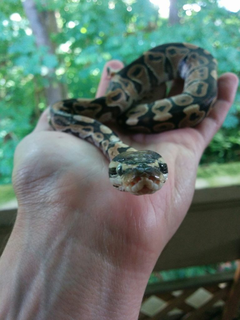 Rigatoni, a ball python, reaching towards the camera lense with his face.