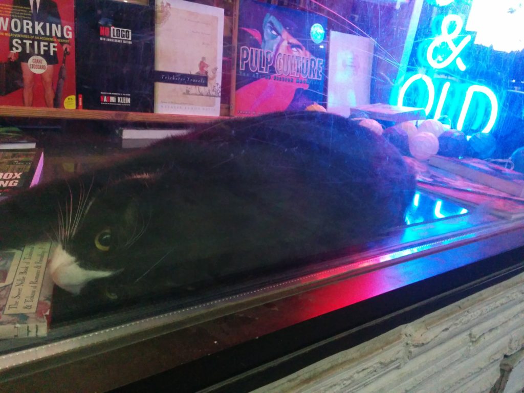 A black cat with gold eyes and a white nose laying in the window of a bookshop, looking out from behind the glass.