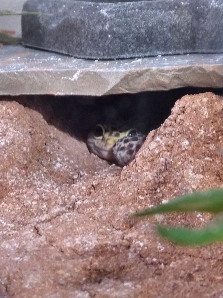 Jerry the leopard gecko curled upa nd looking out past his tail from inside a small cave in his enclosure.