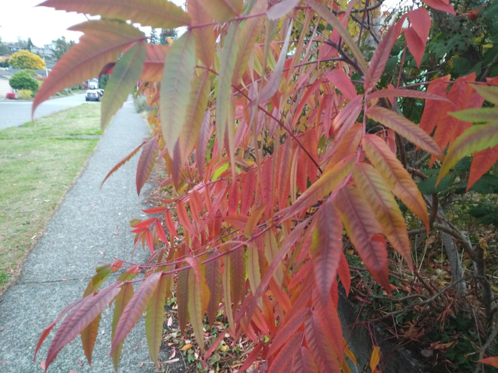 Autumn leaves along a sidewalk on an overcast day.