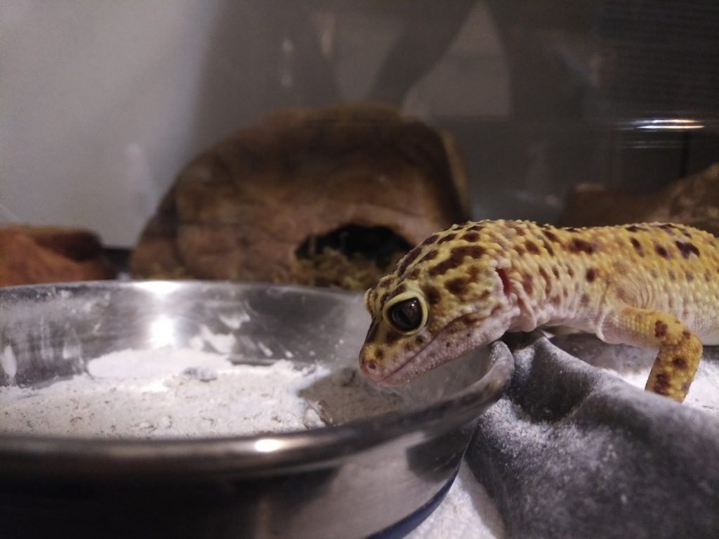 An image of Jerry the leopard gecko looking down into a shallow steel dish of roaches and powder.