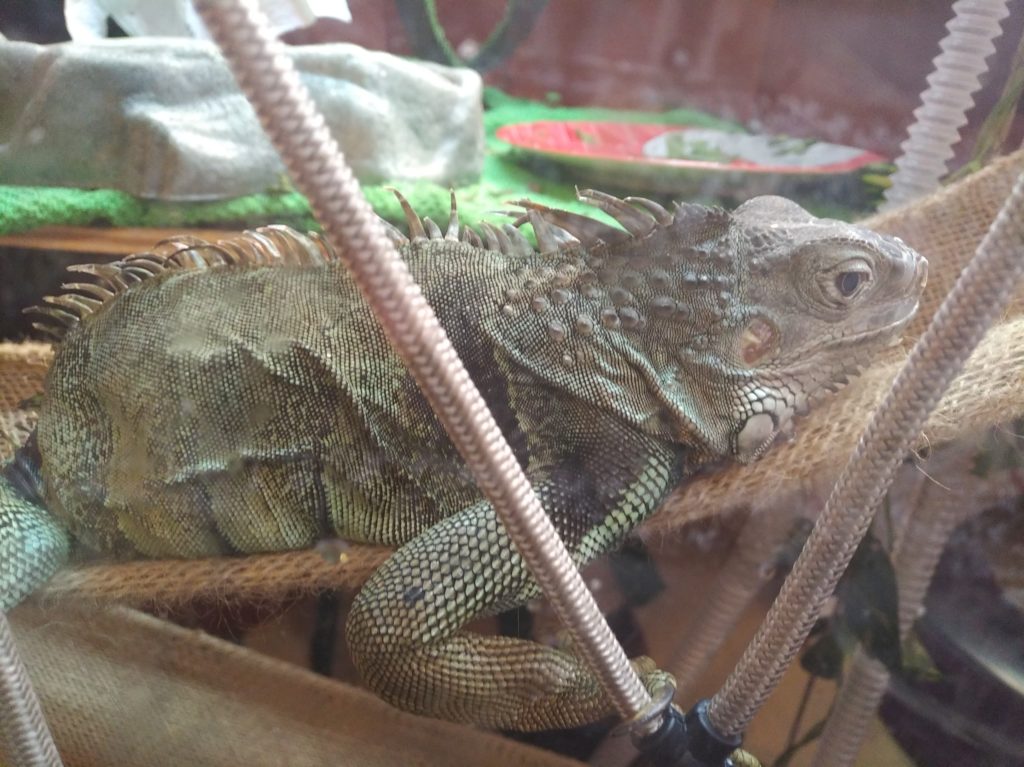 The iguana Jabberwocky laying in a small hammock, looking seemingly downcast as she rests.