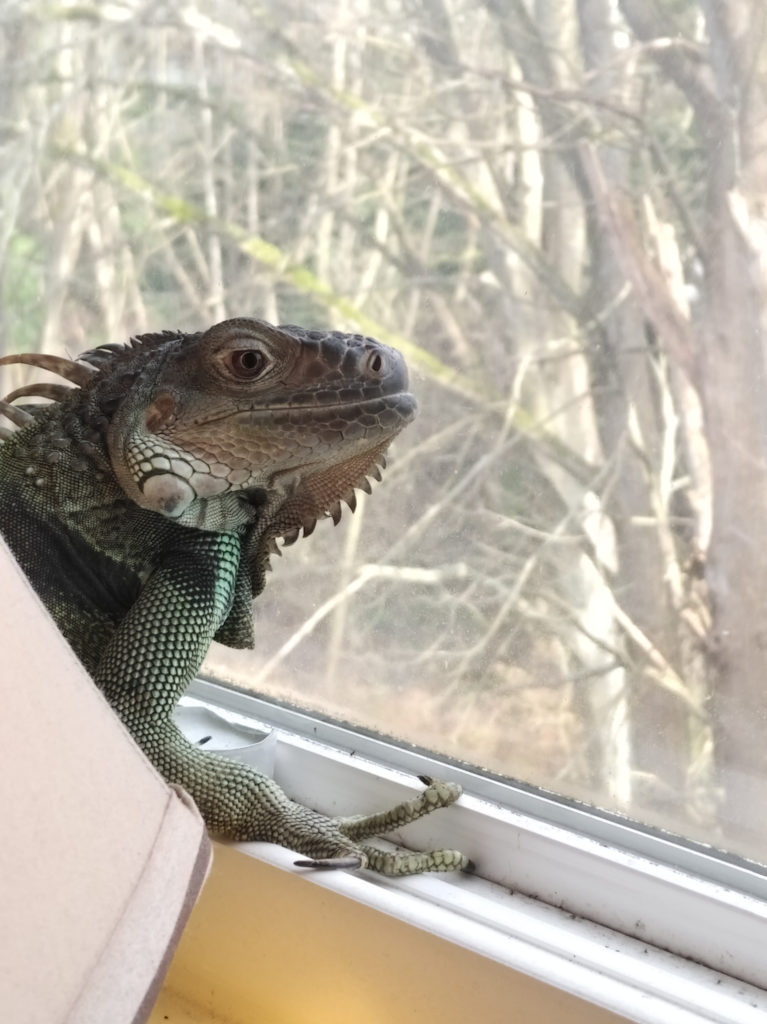 Jabberwocky the iguana perched on a windowsill, looking out at the tree-filled ravine below.