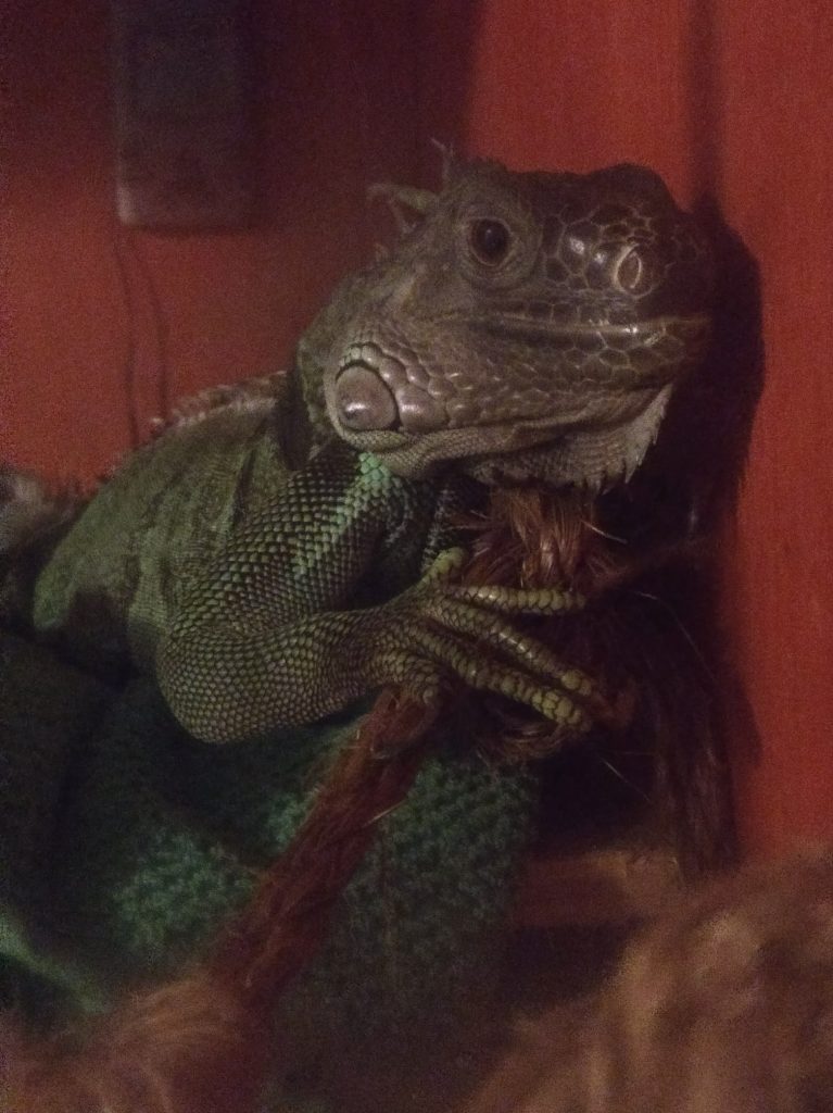 Jabberwocky leaned up against the wall of her enclosure, front claws holding onto an eyelet hook coming out from the wall. She's staring at the camera, eyes large and dark in the dim morning light.