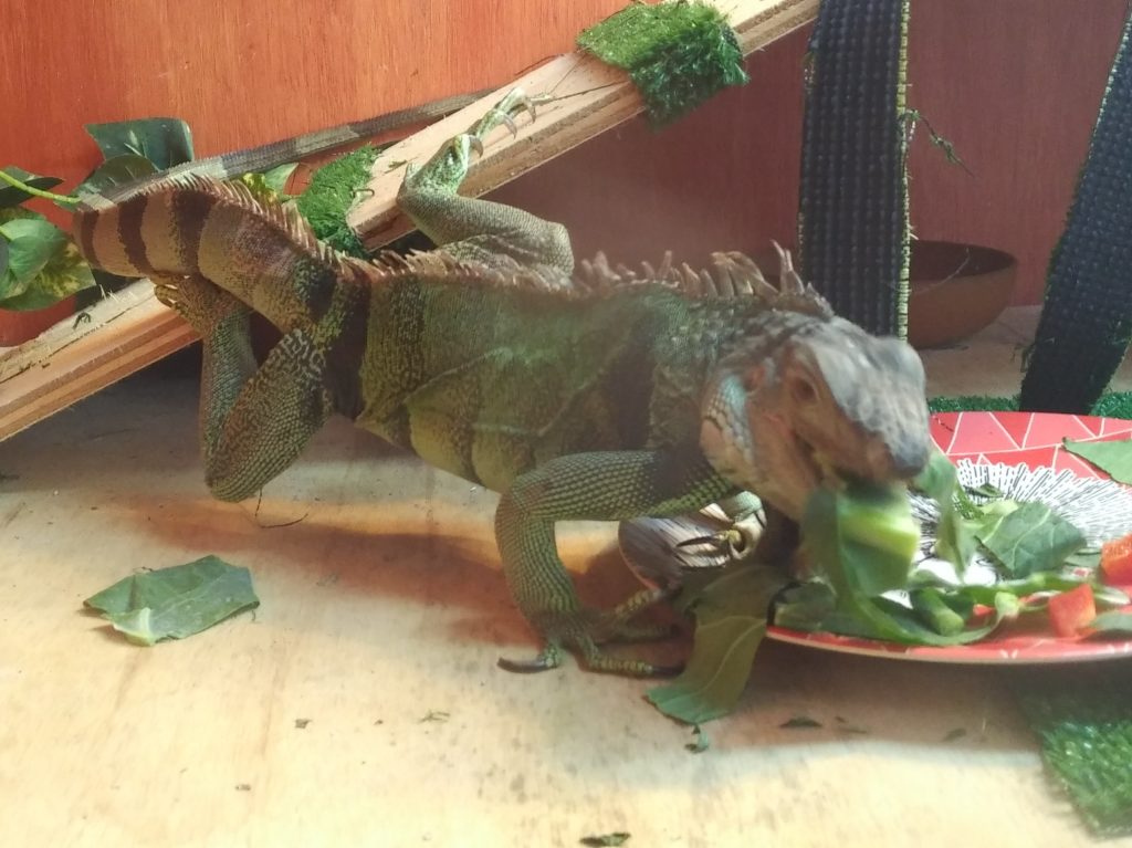 Jabberwocky lunging to eat a mouthful of collard greens.