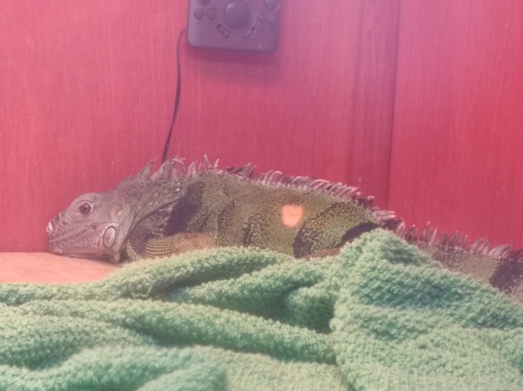 Jabberwocky laying down in the back of her enclosure, staring at the viewer.