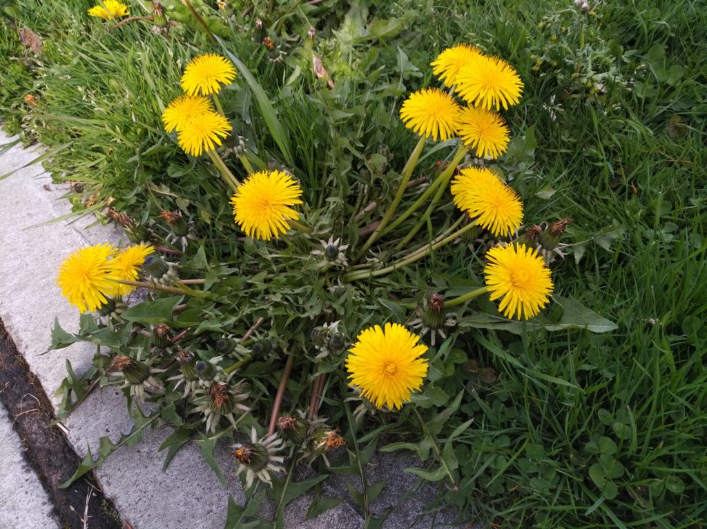 A small bundle of dandelions growing in grass, right next to where the grass meets the sidewalk.