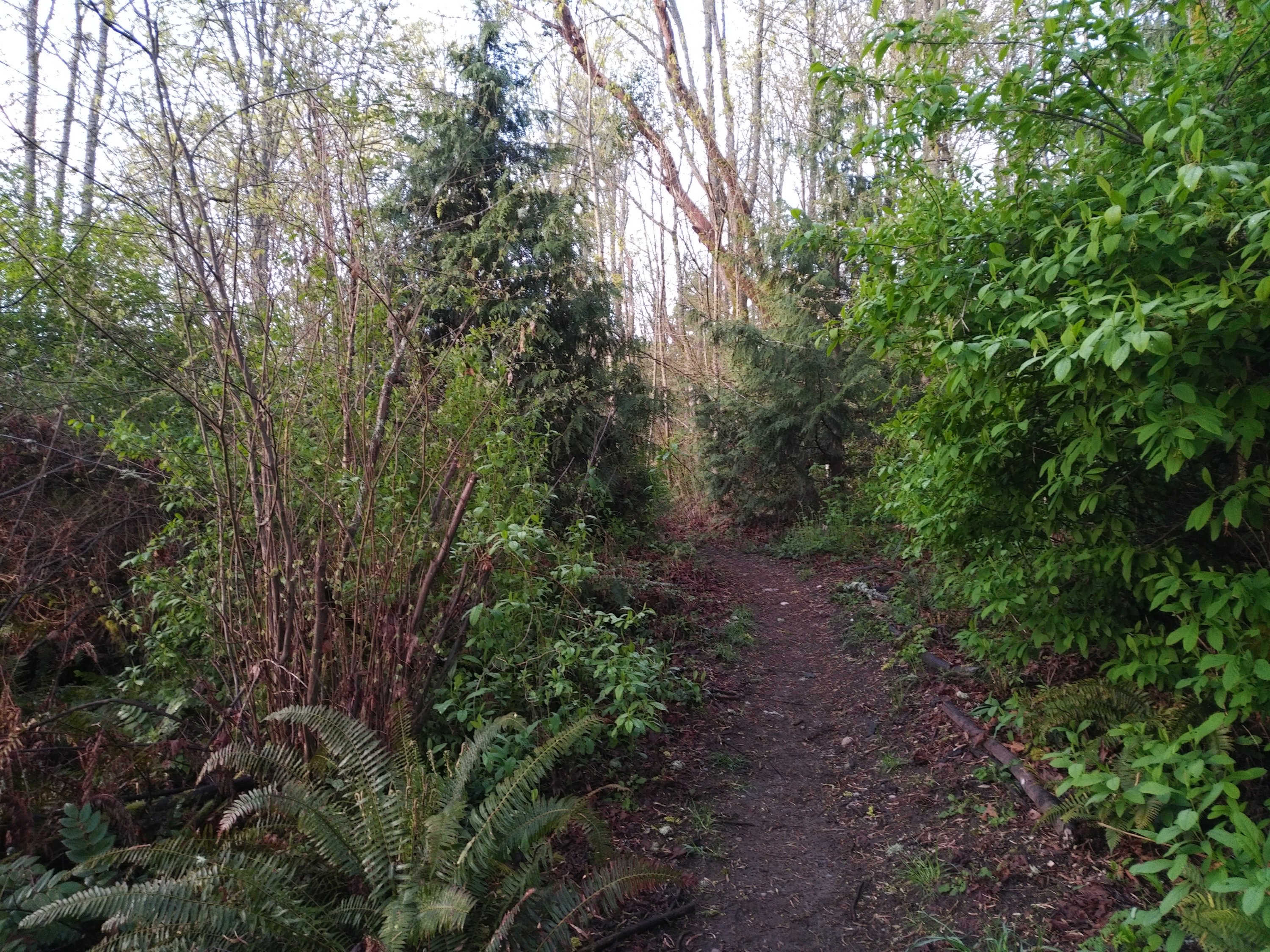 A picture of a dirt path going away from the viewer through a forest. Ferns and shrubs line the path.