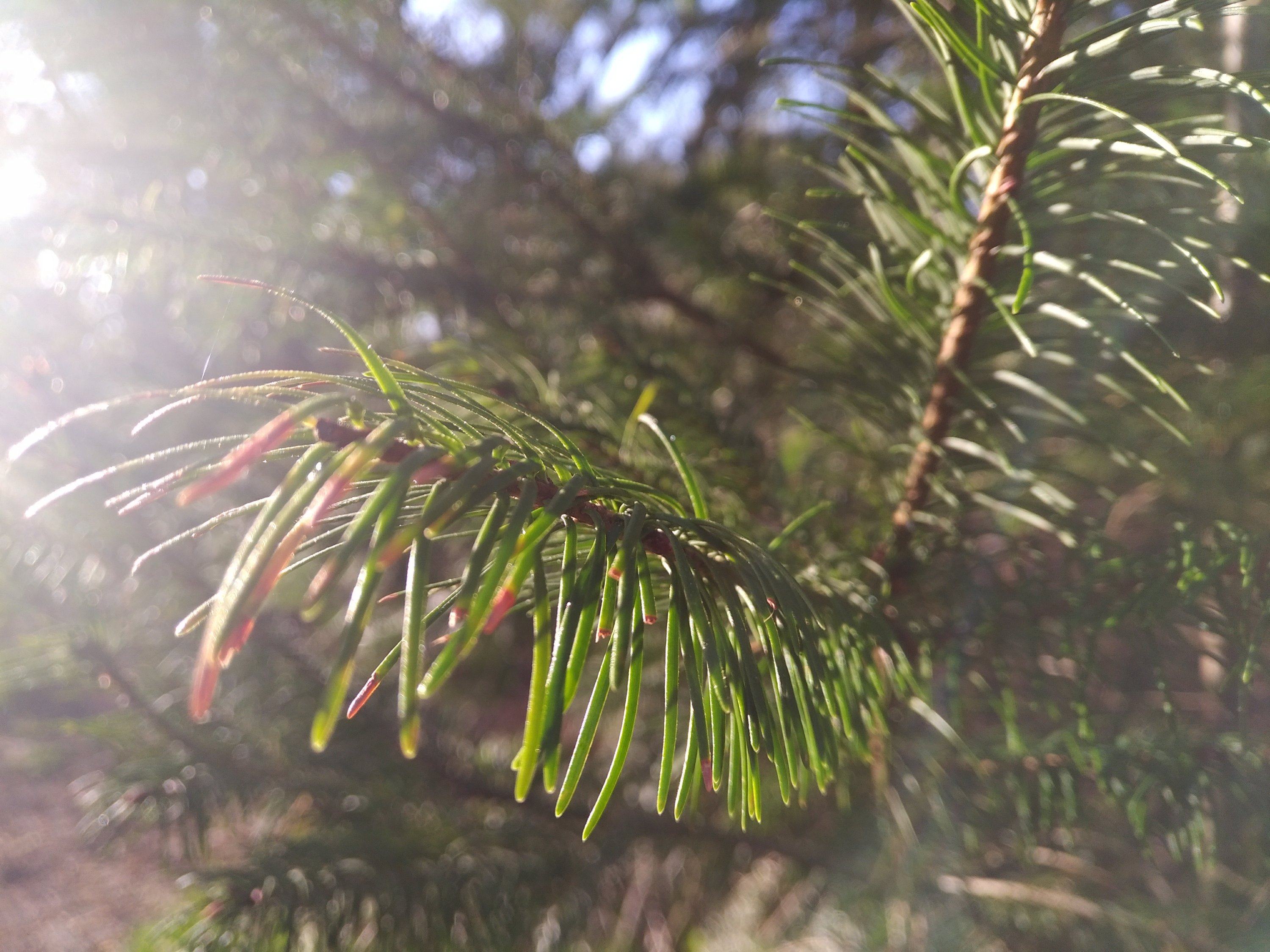 A close-up of two branch tips of an evergreen, with green needles sprouting from them. Sunlight comes in at a shallow angle from the left, creating a slight flare at the left of the frame.