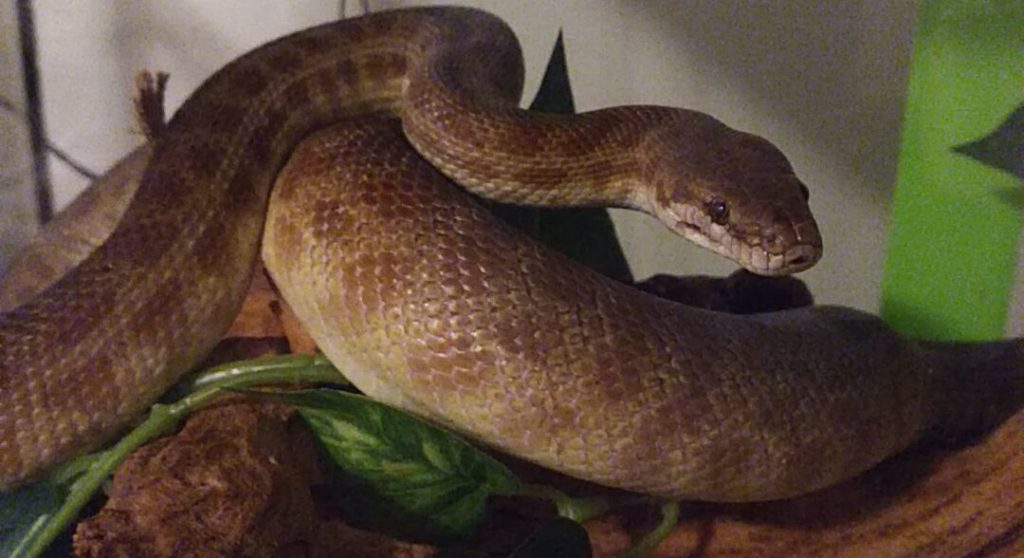 An image of a brown Children's Python sitting loosely-coiled on a piece of bark, head visibile, seemingly looking a the camera.