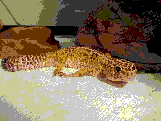 A pixelated, limited-color pallete version of a photo of Jerry the leopard gecko.