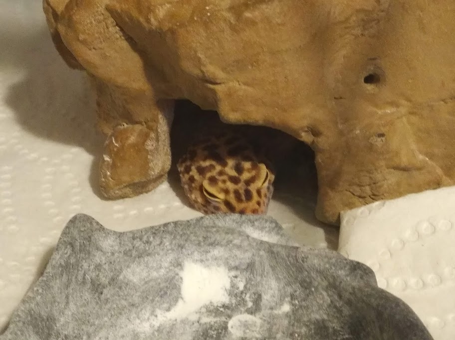 Jerry the leopard gecko. He's asleep, and just visible as his snout and head are barely sticking out of the front entrance of his hide. He is adorable.