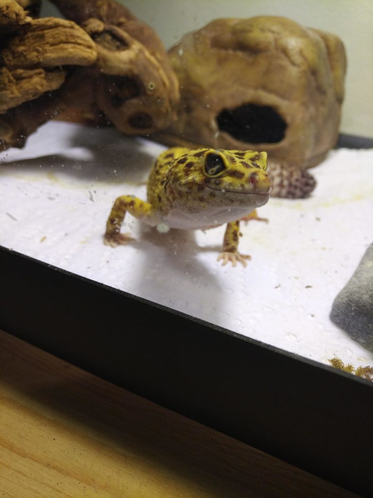 Close-in picture of Jerry the leopard gecko as he peers out of the glass wall of his enclosure at the camera.