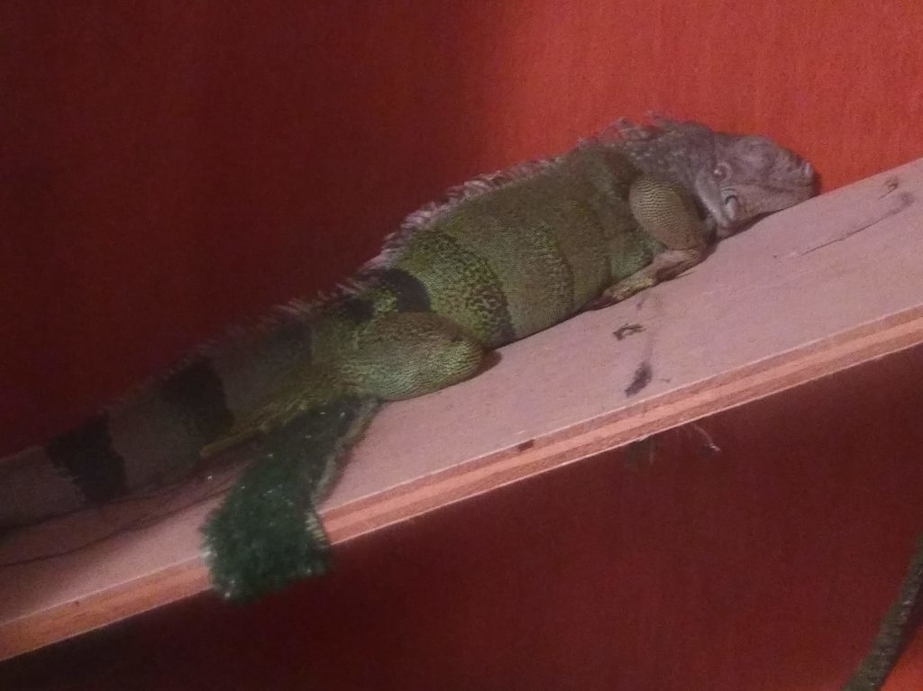Jabberwocky the iguana, sleeping blissfully on a ramp in her enclosure.