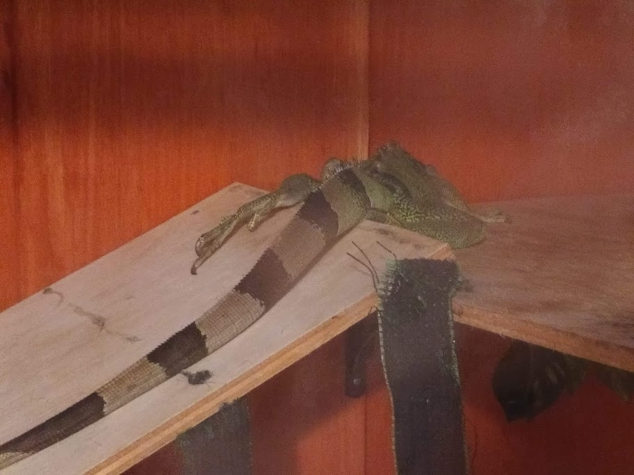 Jabberwocky the iguana asleep, facing away fromt he camera, her back foot sticking out of the top of the ramp she's sleeping near.