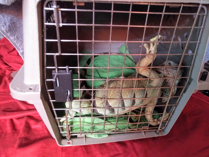 Jabberwocky the iguana inside her carrier, with her front feet hooked onto the door grate.