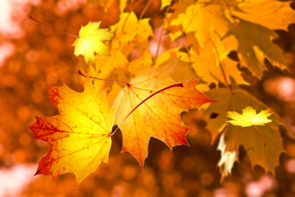 An image of maple leaves turned orange with the autumn.