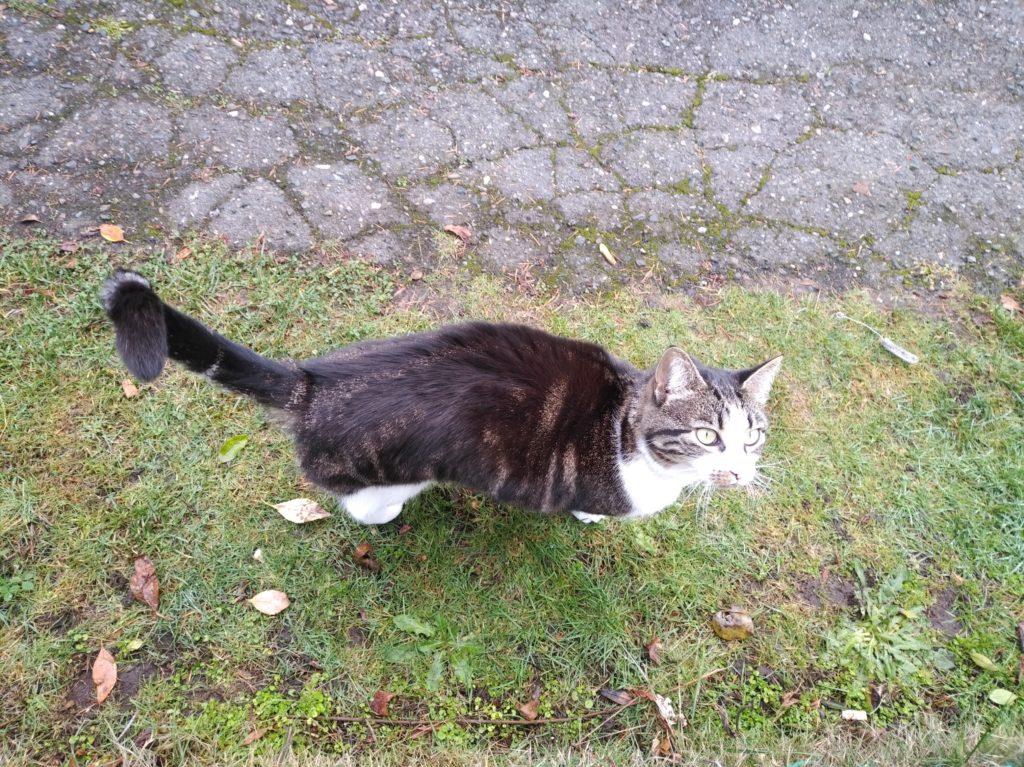Image of a dark cat with white feet, chest, and ears, looking up at the camera from where it's standing on the lawn.