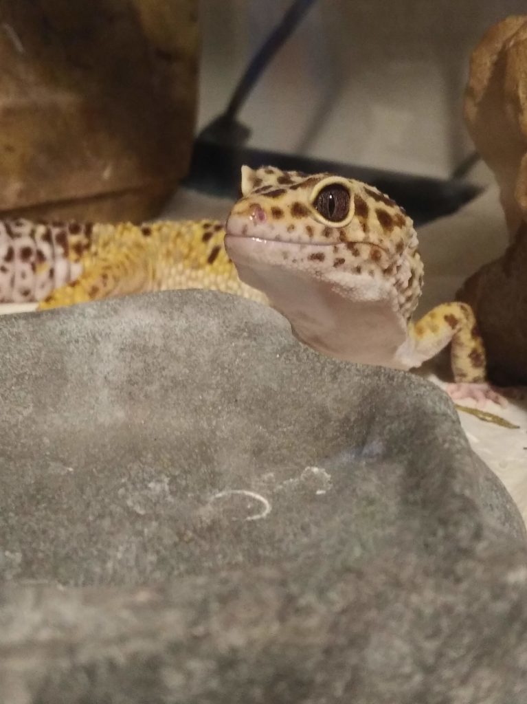 Jerry the leopard gecko looking at the camera, chin up, from behind his little rock vitamin dish.