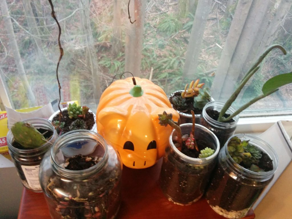 A bunch of succulent cuttings, potted in plastic and glass containers, surrounding a jack-o-lantern colored piggy bank.