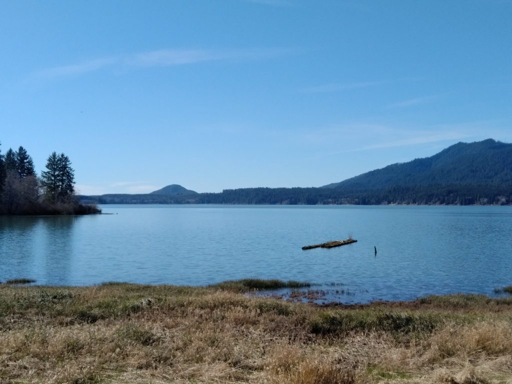 A picture of lake quinalt under a blue sky. The bank is visible in the foreground, and low hills surround the lake.