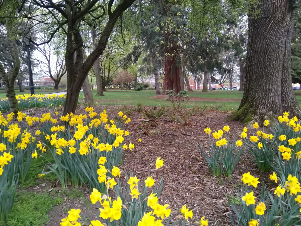 A picture of the park on Denny in Seattle, with daffodils blooming in the foreground and trees and grass in the background.