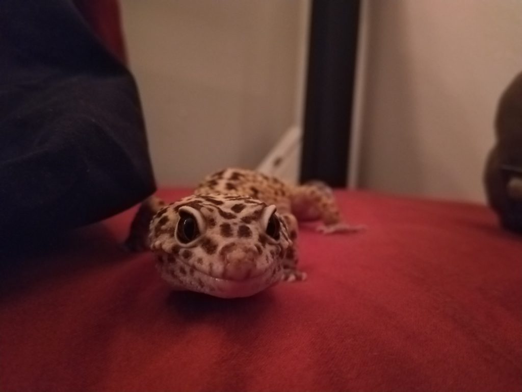 A picture of Jerry the leopard gecko looking right at the camera, which is roughly at his eye level, as he stands on a bed covered in red sheets.