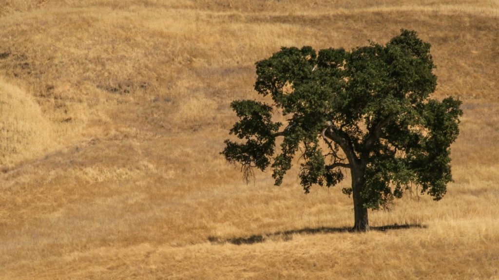 A field of golden-brown grass with a single black oak tree standing in it.