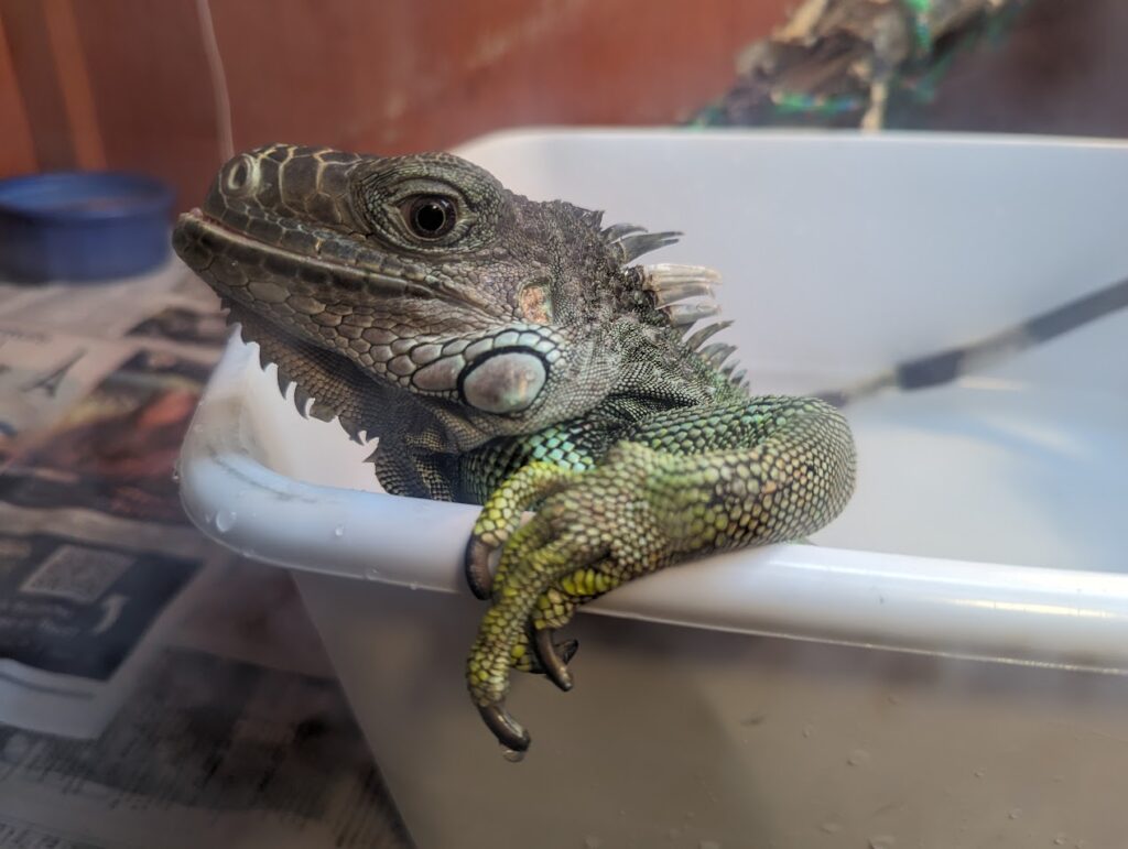 An iguana in a bus tub full of water, taking a bath. She had one arm hooked over the side and is staring at the camera.