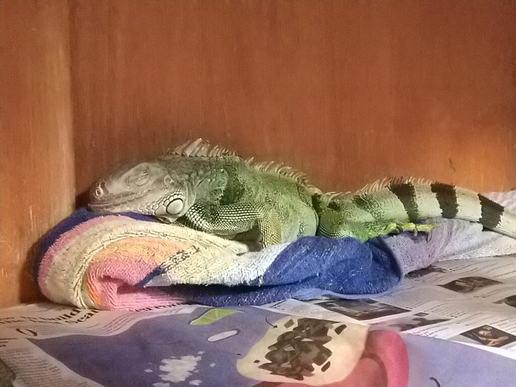 A green iguana asleep on a colorful towel.