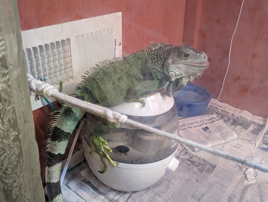 A green iguana perched on top of a small humidifier.