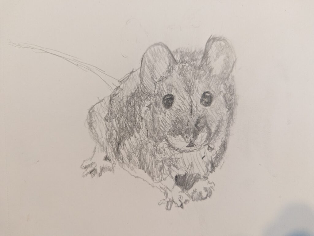 A pencil sketch of a mouse in a mostly-realistic style.