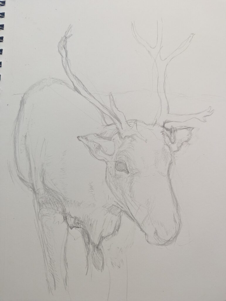 A rough sketch of a reindeer with a bit of shading. Very obviously unfinished.