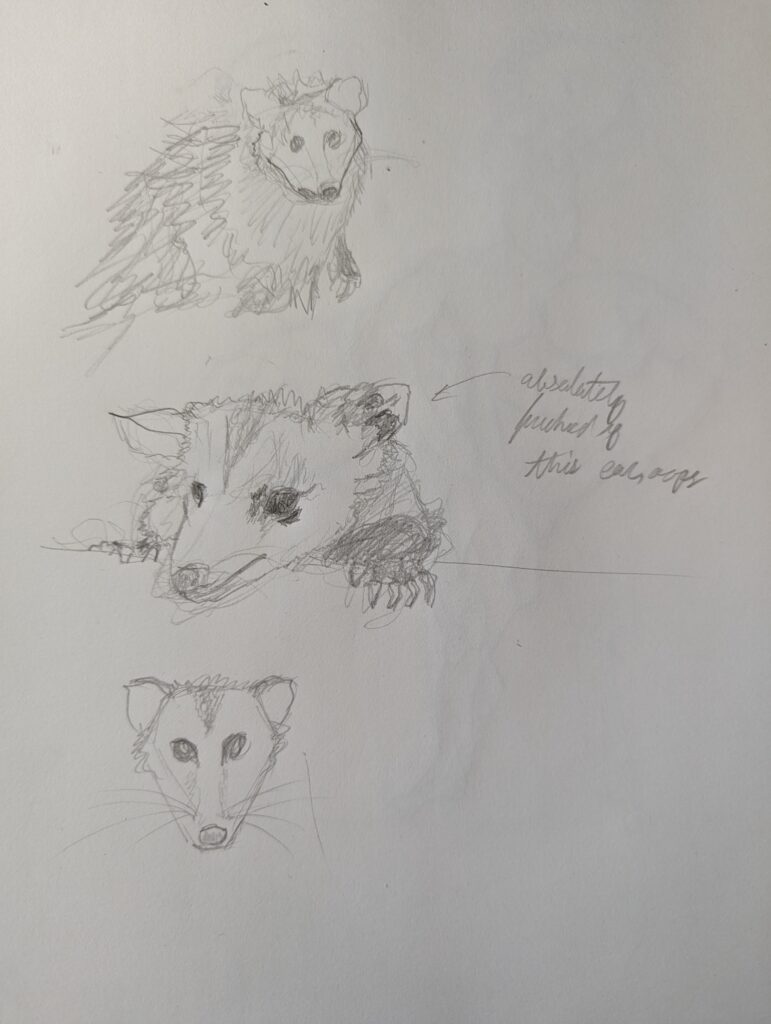 Three rough pencil sketches of possums.