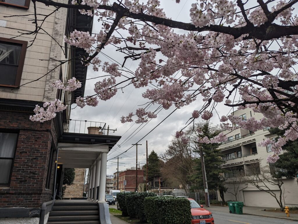 A cherry tree in bloom on a city street.