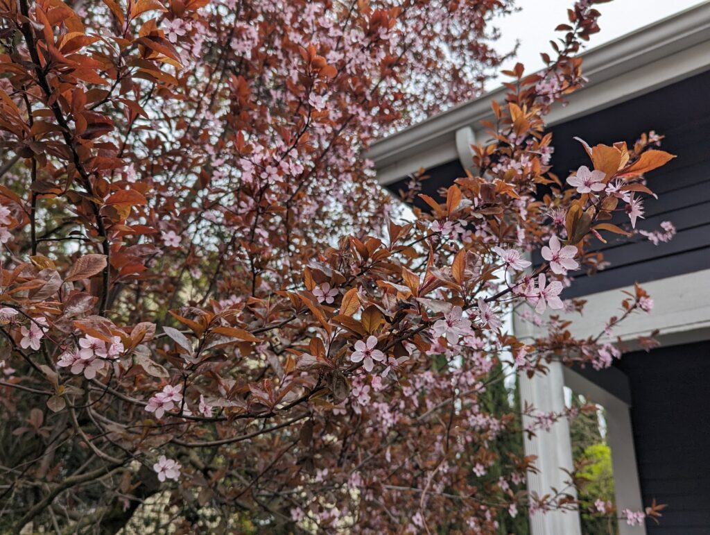 A tree with pink blooms and orange leaves. Possible a cherry tree?
